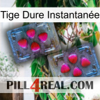 Tige Dure Instantanée 15